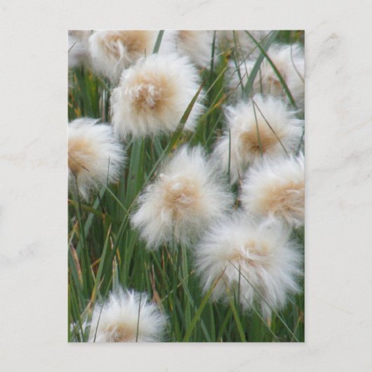 Katoengras (Eriophorum russeolum) Briefkaart (Voorkant)