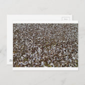 Katoenkroonveld Briefkaart (Voorkant / Achterkant)