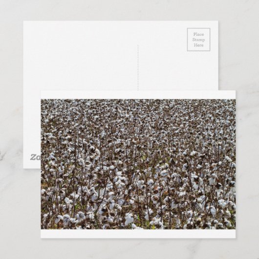 Katoenkroonveld Briefkaart (Voorkant / Achterkant)