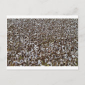 Katoenkroonveld Briefkaart (Voorkant)