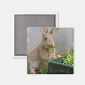 Katoenstaart konijnenmagneet magneet (Voorkant / Achterkant)