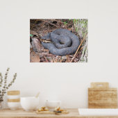 Katoentong Moccasin Poster (Keuken)