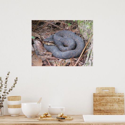 Katoentong Moccasin Poster (Keuken)