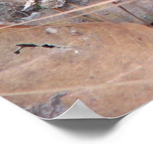 Katoentong Moccasin Poster (Hoek)