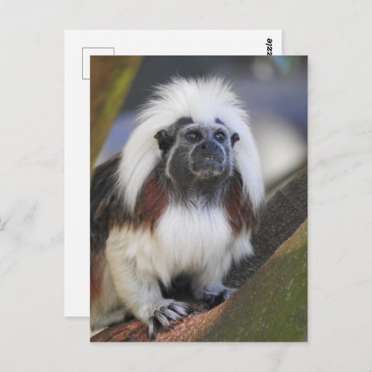 Katoentoptamarin Briefkaart (Voorkant / Achterkant)