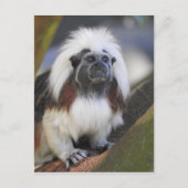 Katoentoptamarin Briefkaart (Voorkant)