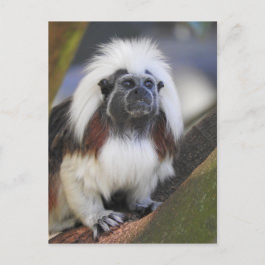 Katoentoptamarin Briefkaart (Voorkant)
