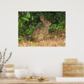 Katoentstaart Bevriesd Poster (Keuken)