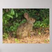 Katoentstaart Bevriesd Poster (Voorkant)