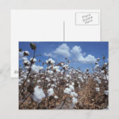 Katoenveld Briefkaart (Voorkant / Achterkant)
