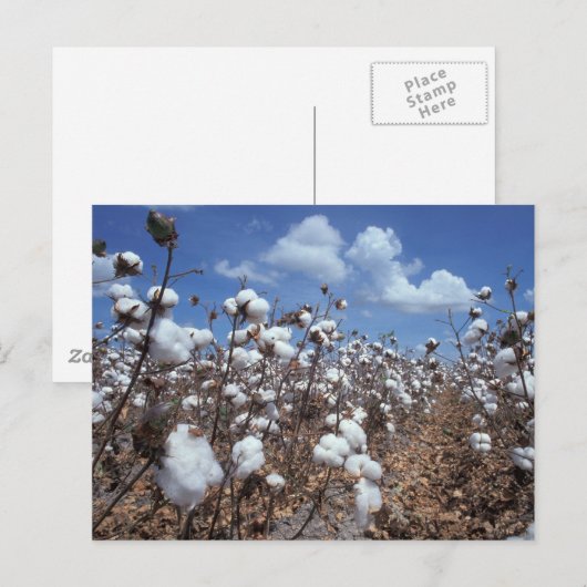 Katoenveld Briefkaart (Voorkant / Achterkant)