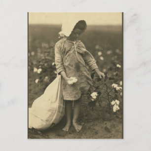 Katoenveld Briefkaart