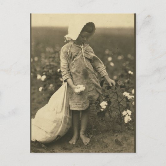 Katoenveld Briefkaart (Voorkant)