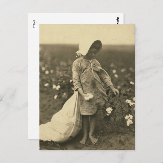 Katoenveld Briefkaart (Voorkant / Achterkant)