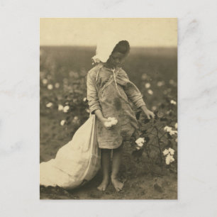 Katoenveld Briefkaart