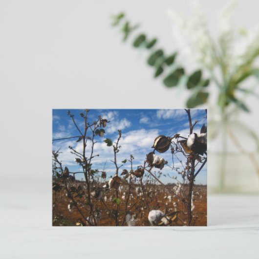 katoenveld briefkaart (Staand voorkant)