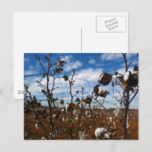 katoenveld briefkaart (Voorkant / Achterkant)