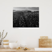 Katoenveld, in de zon bij El Centro, 1966 Poster (Keuken)