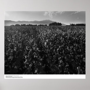 Katoenveld, in de zon bij El Centro, 1966 Poster