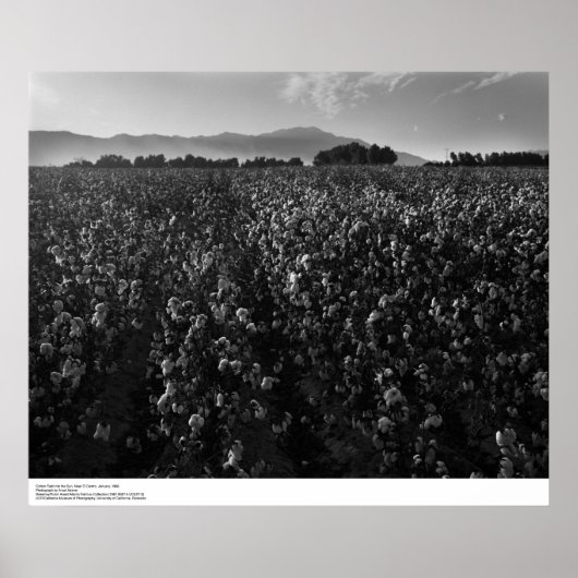 Katoenveld, in de zon bij El Centro, 1966 Poster (Voorkant)