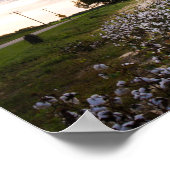 Katoenveld Poster (Hoek)