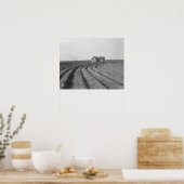 Katoenvelden, 1938. Oude foto Poster (Keuken)