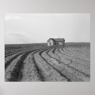 Katoenvelden, 1938. Oude foto Poster