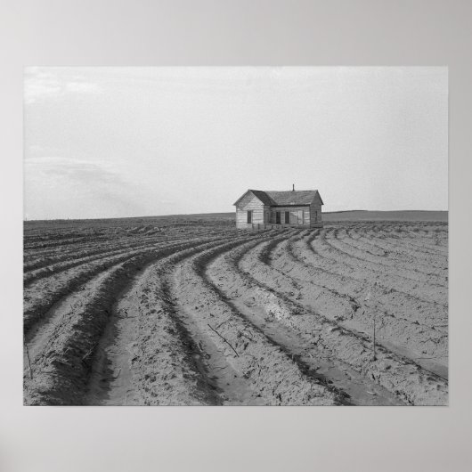 Katoenvelden, 1938. Oude foto Poster (Voorkant)