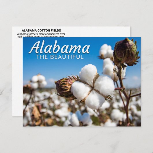 Katoenvelden van het Briefkaart Alabama (Voorkant / Achterkant)