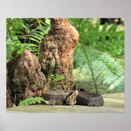 Katoetmond (watermoccasine) Schuin op de stoep Poster