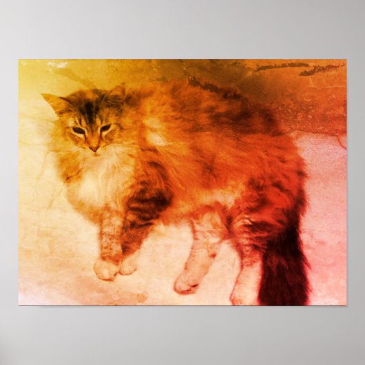 Katposter Poster (Voorkant)