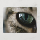 Kat's Briefkaart (Voorkant)