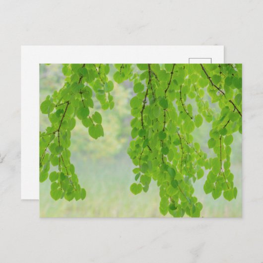 Katsura Tree Limbs in Springtime | Seabeck, WA Briefkaart (Voorkant / Achterkant)