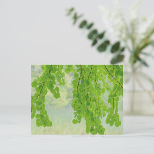 Katsura Tree Limbs in Springtime | Seabeck, WA Briefkaart (Staand voorkant)