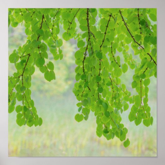 Katsura Tree Limbs in Springtime | Seabeck, WA Poster (Voorkant)