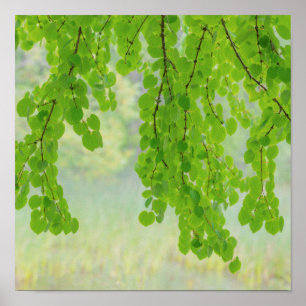 Katsuraboomtakken in de lente   Seabeck, WA Poster