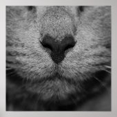 KATTE NOSE IN ZWARTE EN WITTE POSTER (Voorkant)