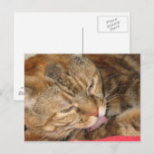 kattebad briefkaart (Voorkant / Achterkant)