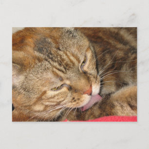 kattebad briefkaart