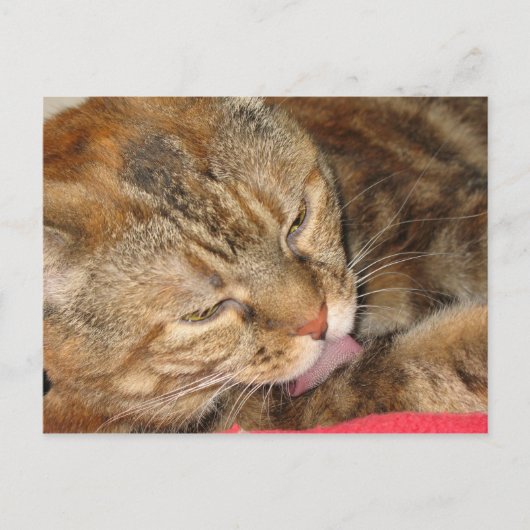 kattebad briefkaart (Voorkant)