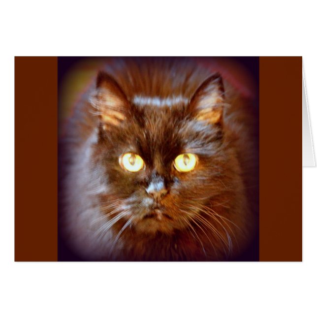 kattebak (Voorkant Horizontaal)