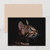 kattekattenvoer briefkaart (Voorkant / Achterkant)