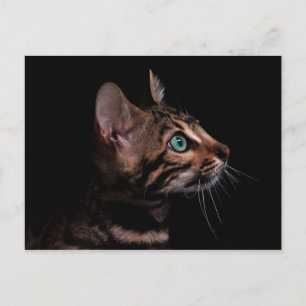 kattekattenvoer briefkaart