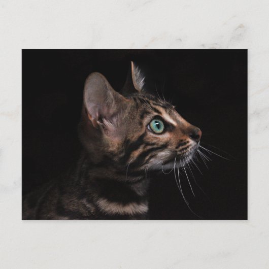 kattekattenvoer briefkaart (Voorkant)