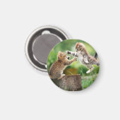 kattemagneet magneet (Voorkant / Achterkant)