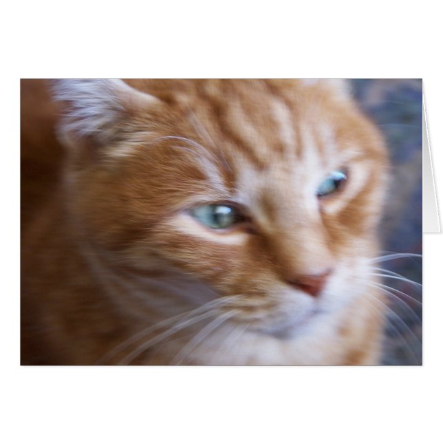 katten 002 (Voorkant Horizontaal)