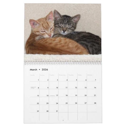 Katten 2026 Fotokalender Kalender (Mar 2026)