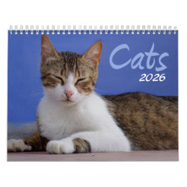 Katten 2026 Fotokalender Kalender