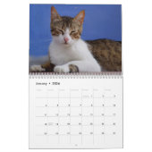 Katten 2026 Fotokalender Kalender (Jan 2026)