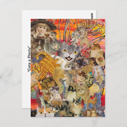 Katten a Plenty briefkaarten (Voorkant / Achterkant)